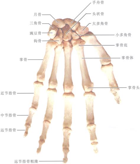 骨節手|醫療文章